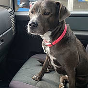 Janebug is registered to the contest to win money with this photo: dog, pet, animal, vehicle_interior, car_seat, collar, window, side_mirror, gas_station, convenience_store, seat, black_dog, sitting, calm, indoor, daylight, reflection, resting, transport, domestic_animal