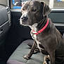 dog, pet, animal, vehicle_interior, car_seat, collar, window, side_mirror, gas_station, convenience_store, seat, black_dog, sitting, calm, indoor, daylight, reflection, resting, transport, domestic_animal