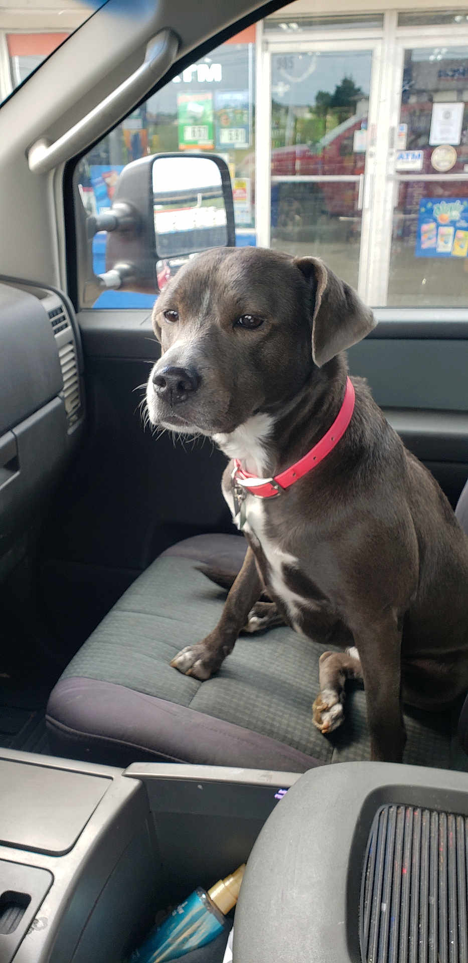 Janebug is registered to the contest to win money with this photo: dog, pet, animal, vehicle_interior, car_seat, collar, window, side_mirror, gas_station, convenience_store, seat, black_dog, sitting, calm, indoor, daylight, reflection, resting, transport, domestic_animal