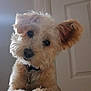 Reggie is registered to the contest to win money with this photo: dog, pet, fluffy, curious, head_tilt, indoor, collar, ears, adorable, close_up, animal, canine, furry, companion, cute, portrait, domestic, face, expression, soft_light