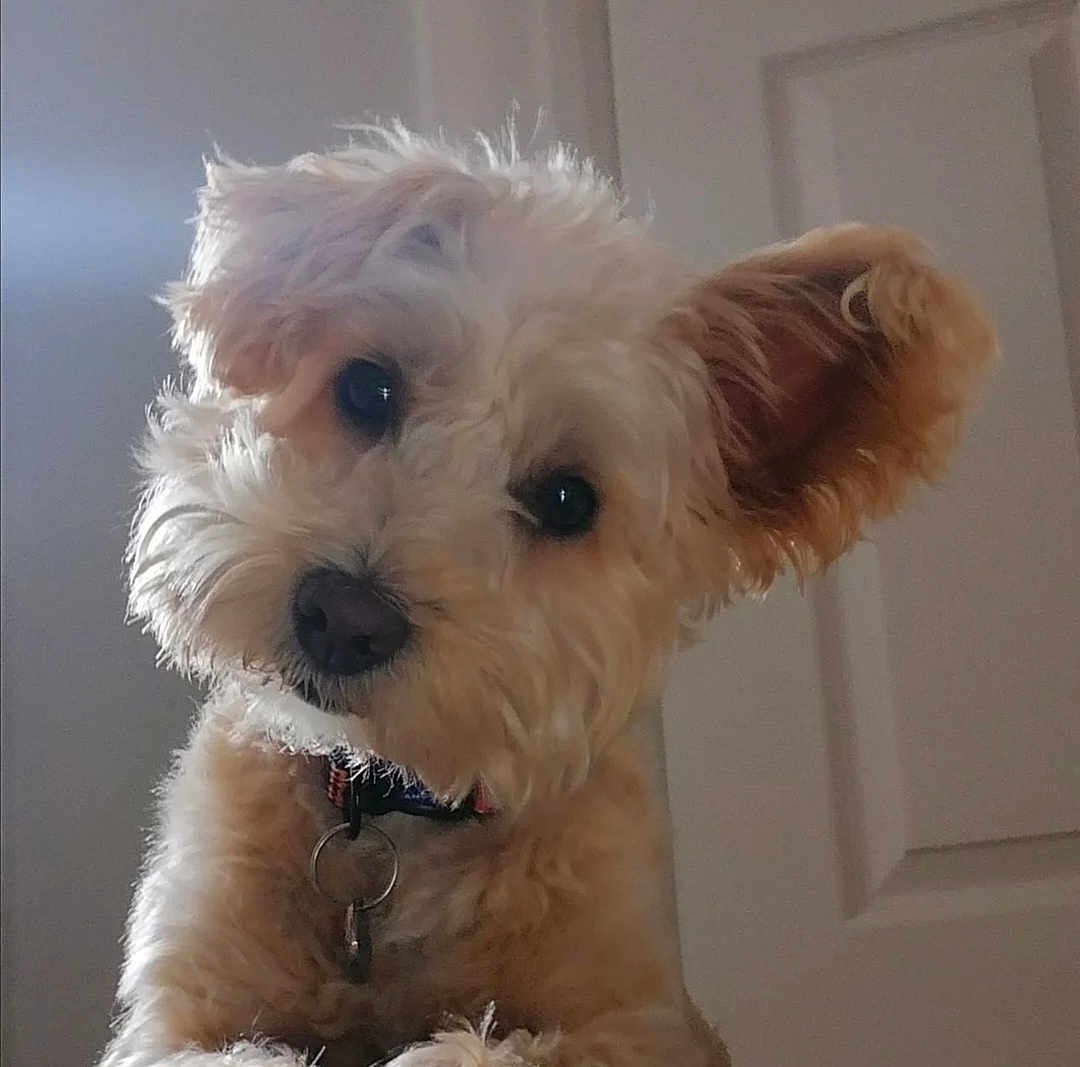 Reggie
