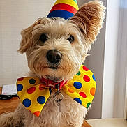 Reggie joined the competition — help win amazing prizes! dog, party_hat, bow_tie, colorful, polka_dots, rainbow, pet, fur, cute, indoor, table, collar, keychain, canine, animal, celebration, accessory, portrait, small_dog, fluffy