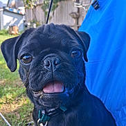 Breezon joined the competition — help win amazing prizes! animal, black_dog, blue_fabric, canine, close_up, collar, dog, ears, fence, grass, happy, leash, nature, outdoor, pet, portrait, pug, sunlight, tongue_out, whiskers