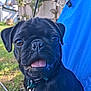 animal, black_dog, blue_fabric, canine, close_up, collar, dog, ears, fence, grass, happy, leash, nature, outdoor, pet, portrait, pug, sunlight, tongue_out, whiskers
