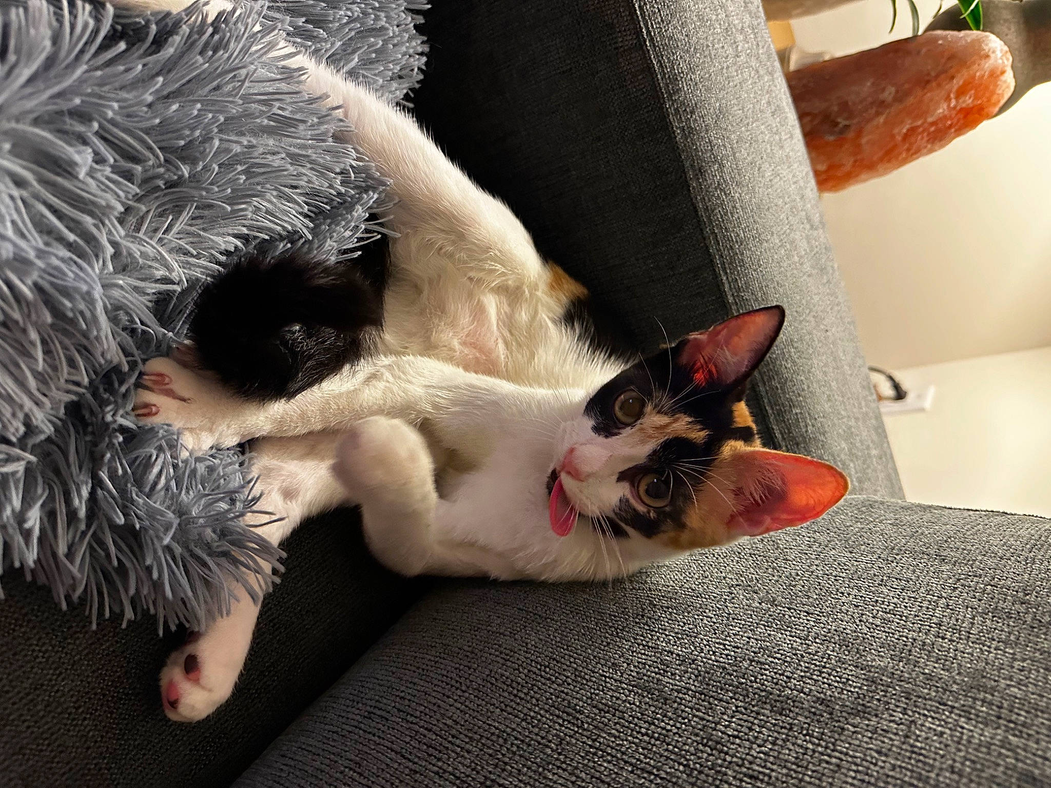 Cali is registered to the contest to win money with this photo: canidae, carnivore, cat, claw, comfort, companion_dog, couch, dog_breed, domestic_short_haired_cat, fawn, felidae, foot, fur, human_leg, paw, small_to_medium_sized_cats, snout, tail, toe, whiskers