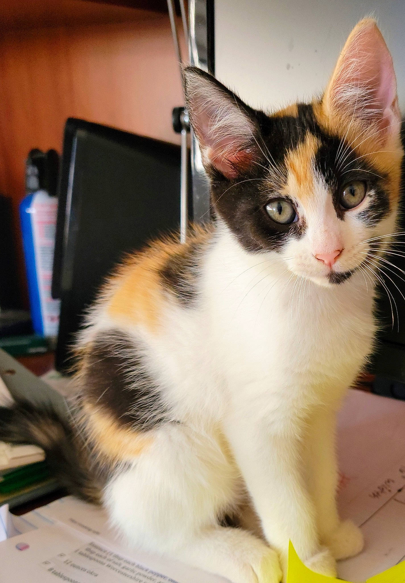 Cali is registered to the contest to win money with this photo: carnivore, cat, claw, desk, domestic_short_haired_cat, felidae, fur, input_device, paw, peripheral, small_to_medium_sized_cats, snout, tail, whiskers