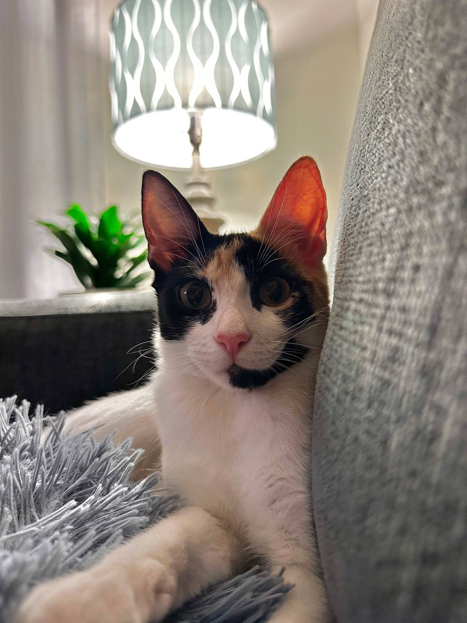 Cali joined the competition — help win amazing prizes! carnivore, cat, comfort, domestic_short_haired_cat, felidae, flowerpot, fur, grass, houseplant, lamp, lampshade, light_fixture, paw, plant, sitting, small_to_medium_sized_cats, snout, tail, tree, whiskers