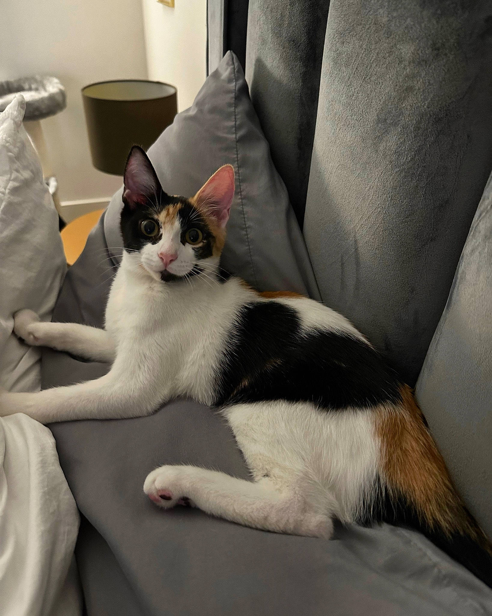 Cali joined the competition — help win amazing prizes! carnivore, cat, chair, comfort, couch, domestic_short_haired_cat, felidae, fur, grey, human_leg, lap, linens, paw, room, sitting, slipcover, small_to_medium_sized_cats, tail, whiskers