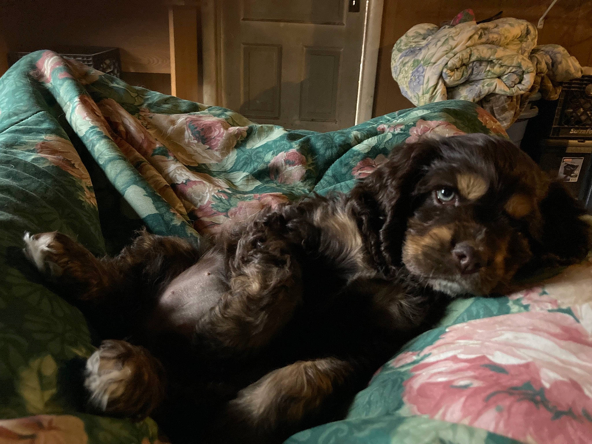 Faith is registered to the contest to win money with this photo: bored, canidae, carnivore, comfort, companion_dog, couch, dog, dog_breed, fur, guard_dog, liver, nap, sleep, spaniel, sporting_group, terrestrial_animal, working_animal