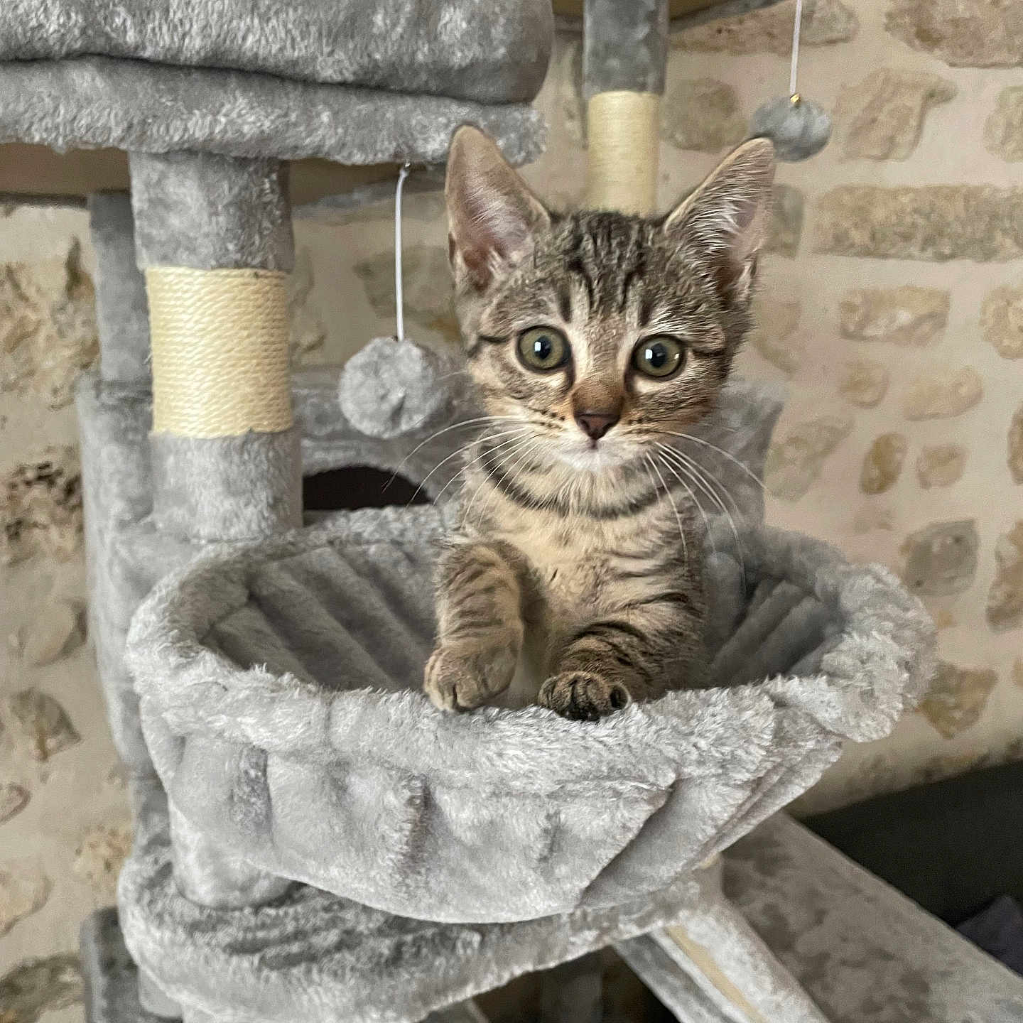 Ruby participe au concours pour gagner de l'argent avec cette photo : cat, kitten, tabby, pet, animal, feline, portrait, sitting, wide_eyed, whiskers, ears, paws, gray, brown, striped_fur, cat_tree, scratching_post, hanging_toy, indoors, cute
