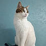 cat, tabby, white_fur, sitting, cat_tree, indoor, pet, animal, feline, looking_away, side_view, whiskers, ears, paws, fur, domestic_cat, house_pet, portrait, blue_wall, calm