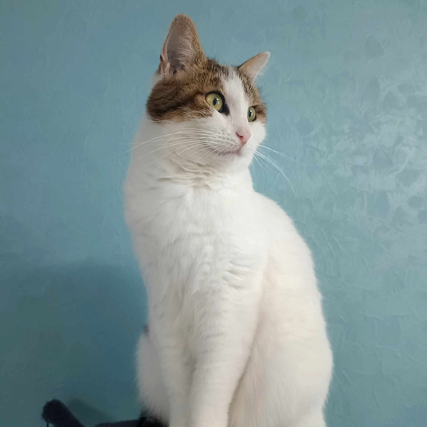 Neige participe au concours pour gagner de l'argent avec cette photo : animal, blue_wall, calm, cat, cat_tree, domestic_cat, ears, feline, fur, house_pet, indoor, looking_away, paws, pet, portrait, side_view, sitting, tabby, whiskers, white_fur