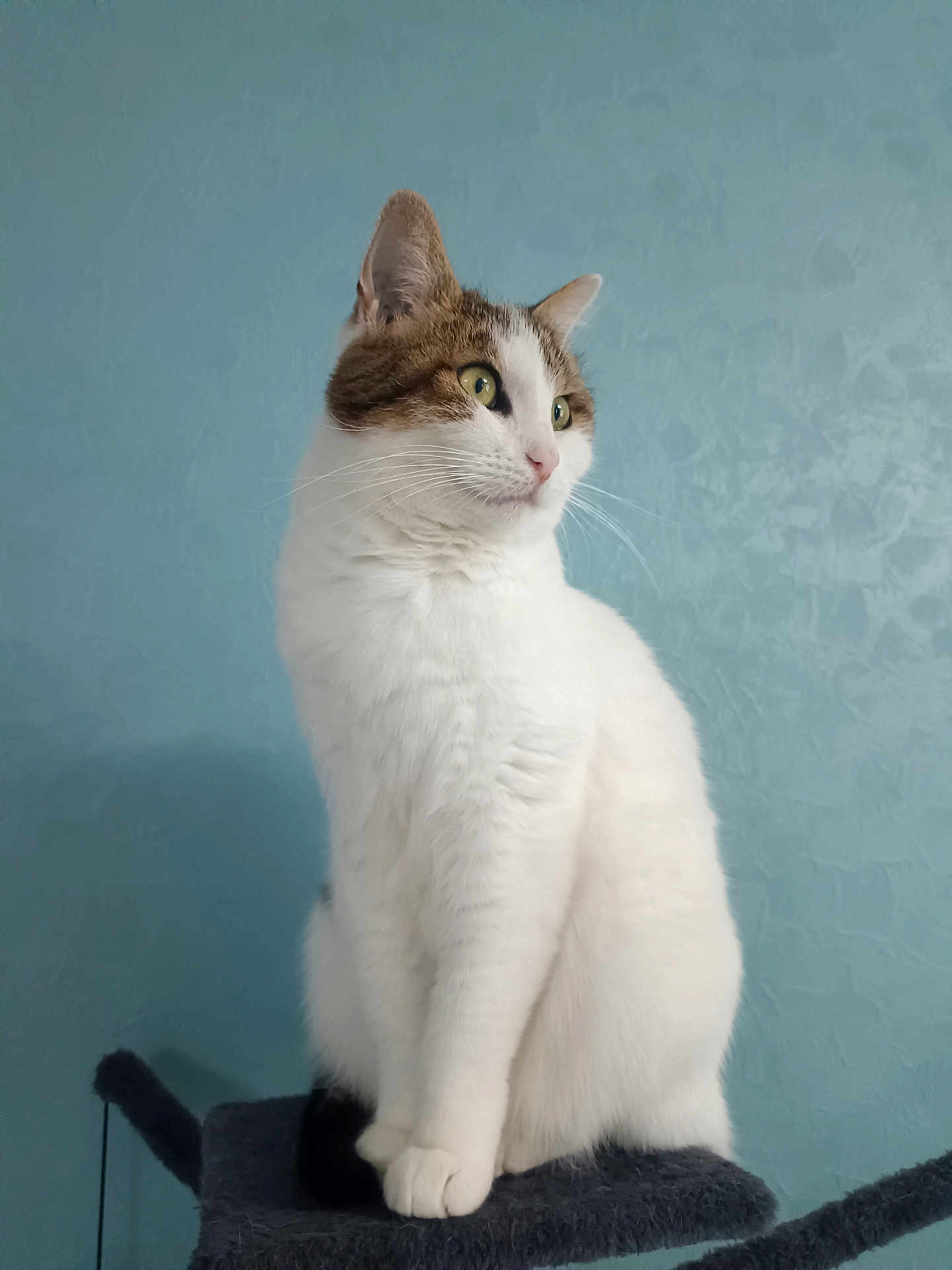 Neige participe au concours pour gagner de l'argent avec cette photo : cat, tabby, white_fur, sitting, cat_tree, indoor, pet, animal, feline, looking_away, side_view, whiskers, ears, paws, fur, domestic_cat, house_pet, portrait, blue_wall, calm