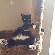 Lucyfur is registered to the contest to win money with this photo: