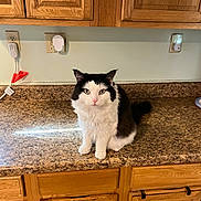 Tomo is registered to the contest to win money with this photo: cat, black_and_white, fluffy, kitchen, countertop, wooden_cabinets, indoor, pet, feline, sitting, curious, domestic, animal, household, fur, whiskers, ears, eyes, nose, tail
