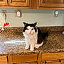 cat, black_and_white, fluffy, kitchen, countertop, wooden_cabinets, indoor, pet, feline, sitting, curious, domestic, animal, household, fur, whiskers, ears, eyes, nose, tail