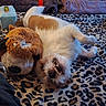Riot joined the competition — help win amazing prizes! animal, bedroom, blanket, brown_and_white, cozy, cute, dog, fur, indoor, leopard_print, lying_down, pet, playful, plush_toy, relaxed, resting, smiling, soft_texture, stuffed_animal, teeth