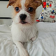 Riot is registered to the contest to win money with this photo: puppy, dog, bed, white_bed, cute, pet, animal, fur, paw, nose, ears, cartoon_pillow, indoor, resting, looking, closeup, small_dog, brown_and_white, cozy, young_dog