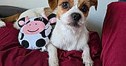 Riot is registered to the contest to win money with this photo: animal, closeup, companion, cow_toy, cute, dog, domestic_animal, fur, indoor, looking, pet, plush, puppy, red_cushion, relaxed, resting, small_dog, soft_toy, toy, white_wall