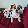 animal, closeup, companion, cow_toy, cute, dog, domestic_animal, fur, indoor, looking, pet, plush, puppy, red_cushion, relaxed, resting, small_dog, soft_toy, toy, white_wall