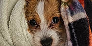 Riot is registered to the contest to win money with this photo: puppy, dog, blanket, cozy, fur, cute, pet, animal, ears, snout, eyes, comfort, warmth, indoors, soft, texture, resting, closeup, portrait, sleepy