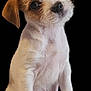 Riot is registered to the contest to win money with this photo: puppy, dog, pet, animal, cute, fur, sitting, head_tilt, white_fur, brown_fur, young, domestic_animal, adorable, face, ears, whiskers, four_legs, small, looking_up, friendly