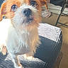 Riot joined the competition — help win amazing prizes! animal, brown_and_white, chair, companion, curious, cute, dog, eyes, face, floor, fur, household, indoor, nose, pet, shadow, small_dog, sunlight, texture, whiskers