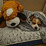 Riot is registered to the contest to win money with this photo: dog, puppy, stuffed_toy, blanket, sleeping, bed, floor, cozy, fur, snuggled, rest, indoors, soft, toy, cute, animal, pet, comfort, warm, peaceful