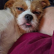 Riot is registered to the contest to win money with this photo: animal, brown, closeup, clothing, companion, cozy, cute, dog, face, fur, human, indoor, pet, relaxation, resting, skin, sleepy, snuggling, tongue, white