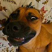 Rocket is registered to the contest to win money with this photo: animal, bedroom, blanket, brown_dog, canine, close_up, cute, dog, expression, eye, floral_pattern, funny_face, fur, indoor, lying_down, muzzle, nose, pet, playful, teeth