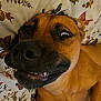animal, bedroom, blanket, brown_dog, canine, close_up, cute, dog, expression, eye, floral_pattern, funny_face, fur, indoor, lying_down, muzzle, nose, pet, playful, teeth