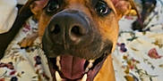 Rocket joined the competition — help win amazing prizes! dog, pet, close_up, smiling, happy, bed, blanket, toy, indoor, animal, canine, brown_dog, nose, teeth, tongue, ears, fur, mouth_open, playful, domestic_animal