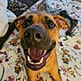 dog, pet, close_up, smiling, happy, bed, blanket, toy, indoor, animal, canine, brown_dog, nose, teeth, tongue, ears, fur, mouth_open, playful, domestic_animal