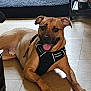 dog, brown_dog, canine, pet, indoor, floor, tile_floor, harness, lying_down, tongue_out, ears_up, happy, animal, mammal, domestic_animal, shadow, rug, household, shelf, container