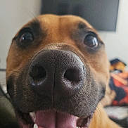 Rocket joined the competition — help win amazing prizes! dog, close_up, smiling, tongue_out, teeth, nose, pet, animal, happy, indoor, blurred_background, television, canine, friendly, cute, muzzle, brown_fur, domestic_animal, portrait, excited