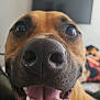 dog, close_up, smiling, tongue_out, teeth, nose, pet, animal, happy, indoor, blurred_background, television, canine, friendly, cute, muzzle, brown_fur, domestic_animal, portrait, excited