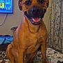 dog, brown_dog, indoor, bed, blanket, toy, curtain, television, smiling, pet, animal, happy, canine, fur, ears, face, sitting, room, cozy, domestic
