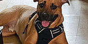 Rocket is registered to the contest to win money with this photo: animal, brown, canine, companion, cute, dog, domestic_animal, ears_up, floor, furniture, happy, harness, home, indoor, laying_down, pet, relaxed, shelf, tile_floor, tongue_out