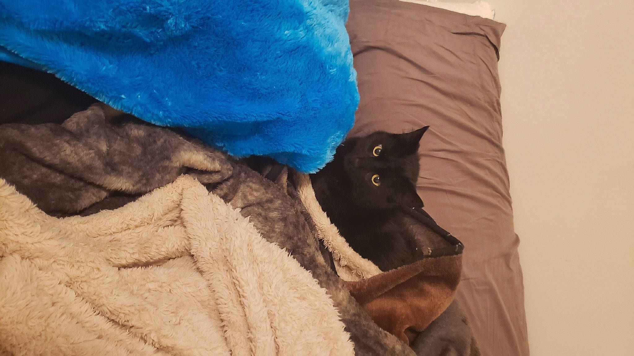 Bandit is registered to the contest to win money with this photo: black_cat, british_shorthair, carnivore, cat, felidae, fur, linens, russian_blue, small_to_medium_sized_cats, textile