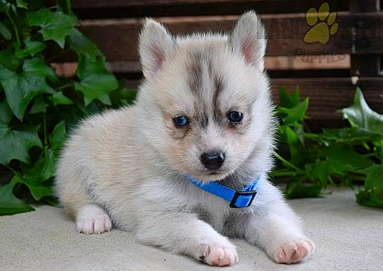 Drifter joined the competition — help win amazing prizes! alaskan_klee_kai, alaskan_malamute, ancient_dog_breeds, canadian_eskimo_dog, canidae, carnivore, dog, dog_breed, finnish_lapphund, greenland_dog, mammal, miniature_siberian_husky, puppy, rare_breed_dog, sakhalin_husky, siberian_husky, sled_dog, thai_bangkaew_dog, vertebrate, wolfdog