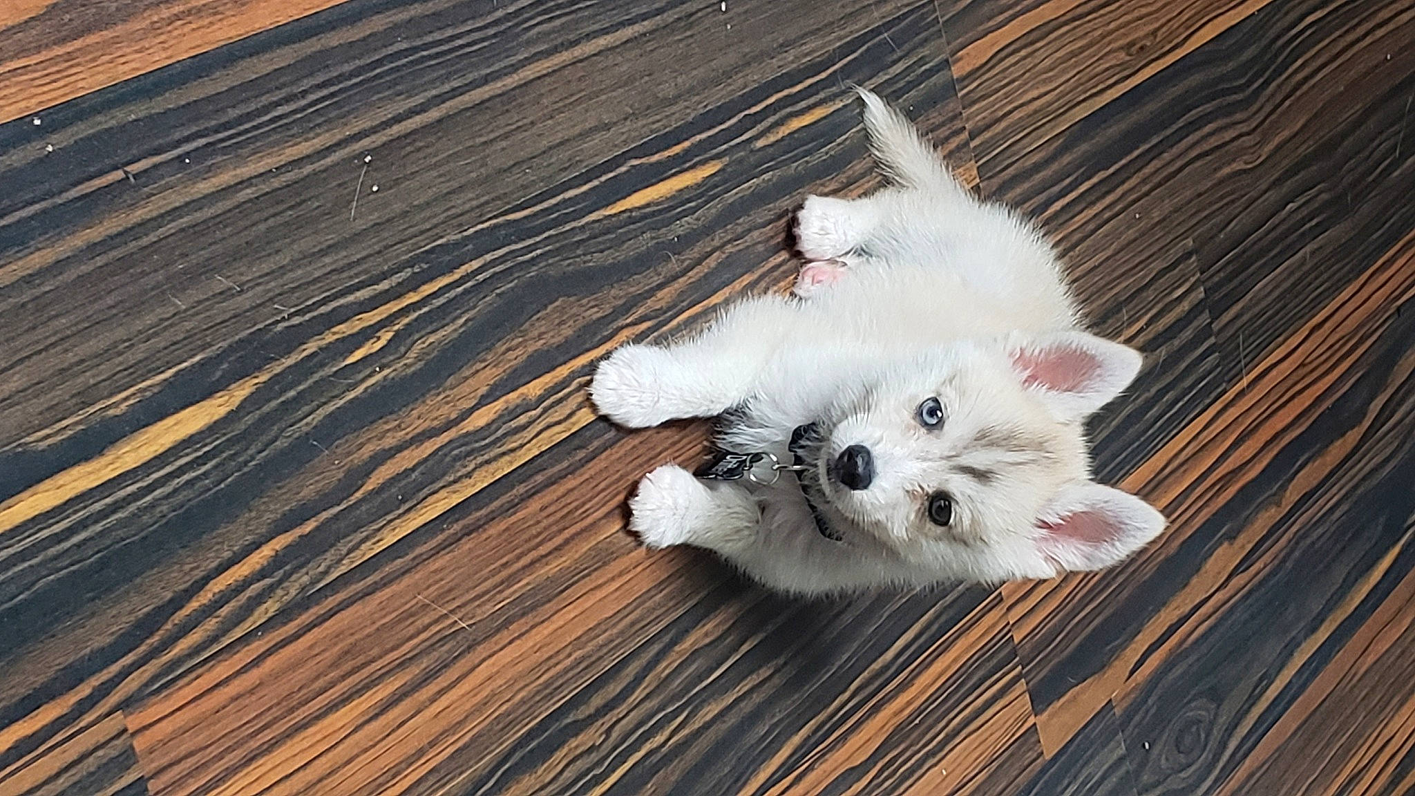 Drifter is registered to the contest to win money with this photo: bichon, canidae, carnivore, companion_dog, dog, dog_breed, japanese_spitz, maltese, mammal, non_sporting_group, pomeranian, puppy, spitz, toy_dog, west_highland_white_terrier, whiskers