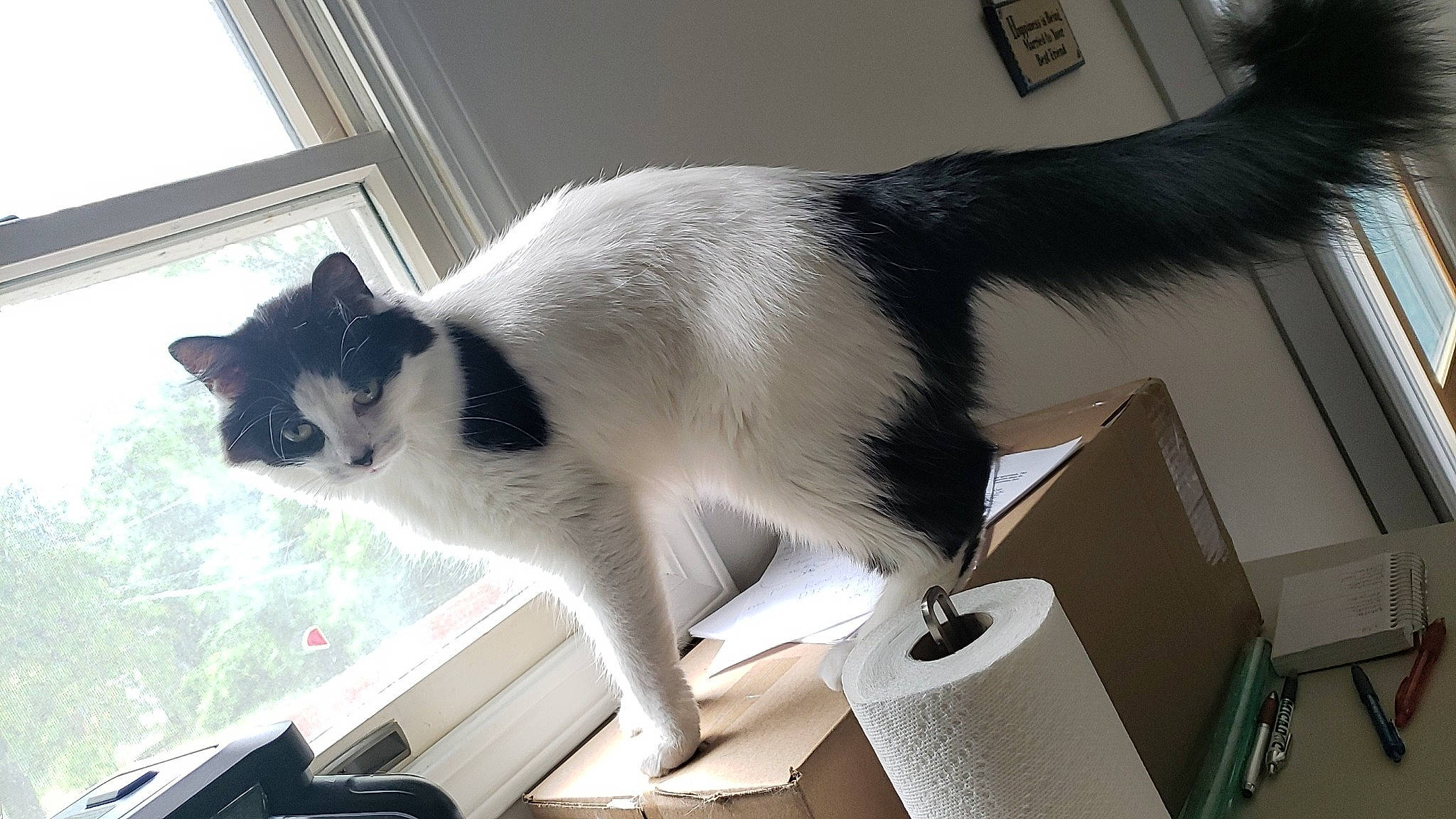 Cayde is registered to the contest to win money with this photo: black_and_white, black_cat, carnivore, cat, domestic_short_haired_cat, felidae, fur, japanese_bobtail, mammal, polydactyl_cat, small_to_medium_sized_cats, tail, whiskers, white