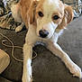 Chase is registered to the contest to win money with this photo: dog, pet, couch, indoor, animal, fur, white, tan, front_legs, lying_down, looking_at_camera, blanket, cozy, household, curious, companion, domestic, canine, relaxed, friendly
