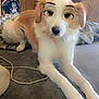 Chase joined the competition — help win amazing prizes! dog, lying_down, bed, indoors, cartoon_eyes_filter, brown_and_white, long_legs, fur, pet, household, blanket, door, vacuum_cleaner, wood_paneling, relaxed, domestic_animal, canine, funny_filter, animal_face, cute