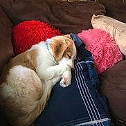 Chase is registered to the contest to win money with this photo: puppy, dog, sleeping, couch, blanket, pillows, brown_couch, red_pillow, pink_pillow, fluffy, cozy, indoor, resting, pet, domestic_animal, fur, cute, relaxing, sleep, canine