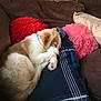 puppy, dog, sleeping, couch, blanket, pillows, brown_couch, red_pillow, pink_pillow, fluffy, cozy, indoor, resting, pet, domestic_animal, fur, cute, relaxing, sleep, canine