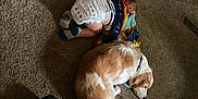 Chase is registered to the contest to win money with this photo: toddler, dog, carpet, blanket, toy, john_deere, indoor, sleeping, nap, child, animal, pet, floor, clothing, sock, fur, resting, cozy, quiet, domestic