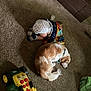 toddler, dog, carpet, blanket, toy, john_deere, indoor, sleeping, nap, child, animal, pet, floor, clothing, sock, fur, resting, cozy, quiet, domestic