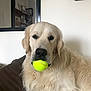 dog, golden_retriever, tennis_ball, indoor, couch, pet, animal, fur, mouth, face, window, shelf, books, resting, brown, white_wall, domestic, companion, cute, fluffy