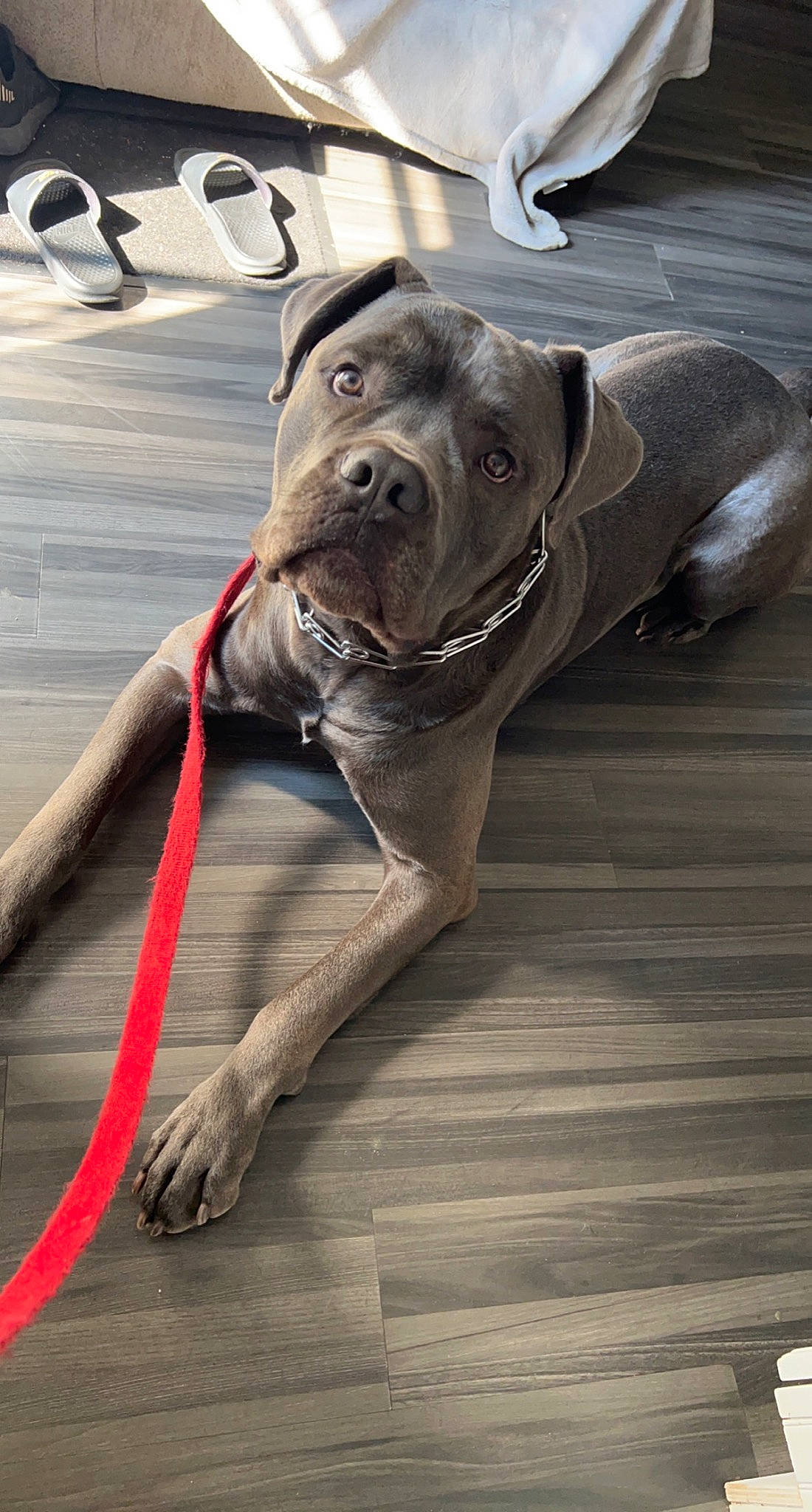 Diesel joined the competition — help win amazing prizes! canidae, carnivore, collar, companion_dog, dog, dog_breed, dog_collar, fashion_accessory, fawn, grey, guard_dog, hardwood, leash, liver, pet_supply, snout, sporting_group, wood, working_animal, wrinkle